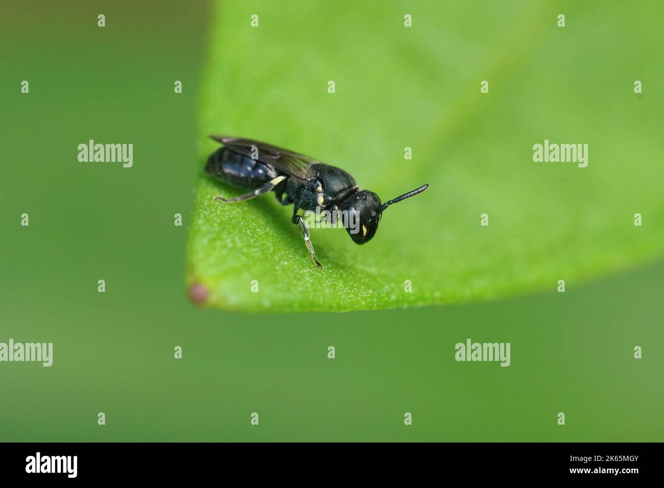 Nahaufnahme einer kleinen schwarzen Hündin, Hylaeus communis, die auf einem grünen Blatt im Garten auf einem grünen Hintergrund sitzt Stockfoto