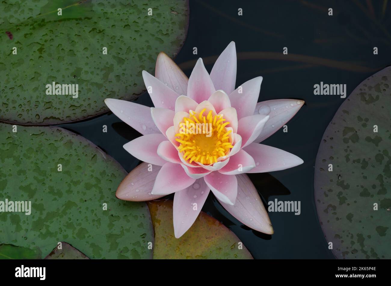 Eine blomende Lotusblume, umgeben von Seerosen Stockfoto