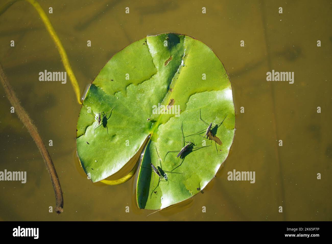 Wasserabstreifer auf einem Seerosenpad. Stockfoto