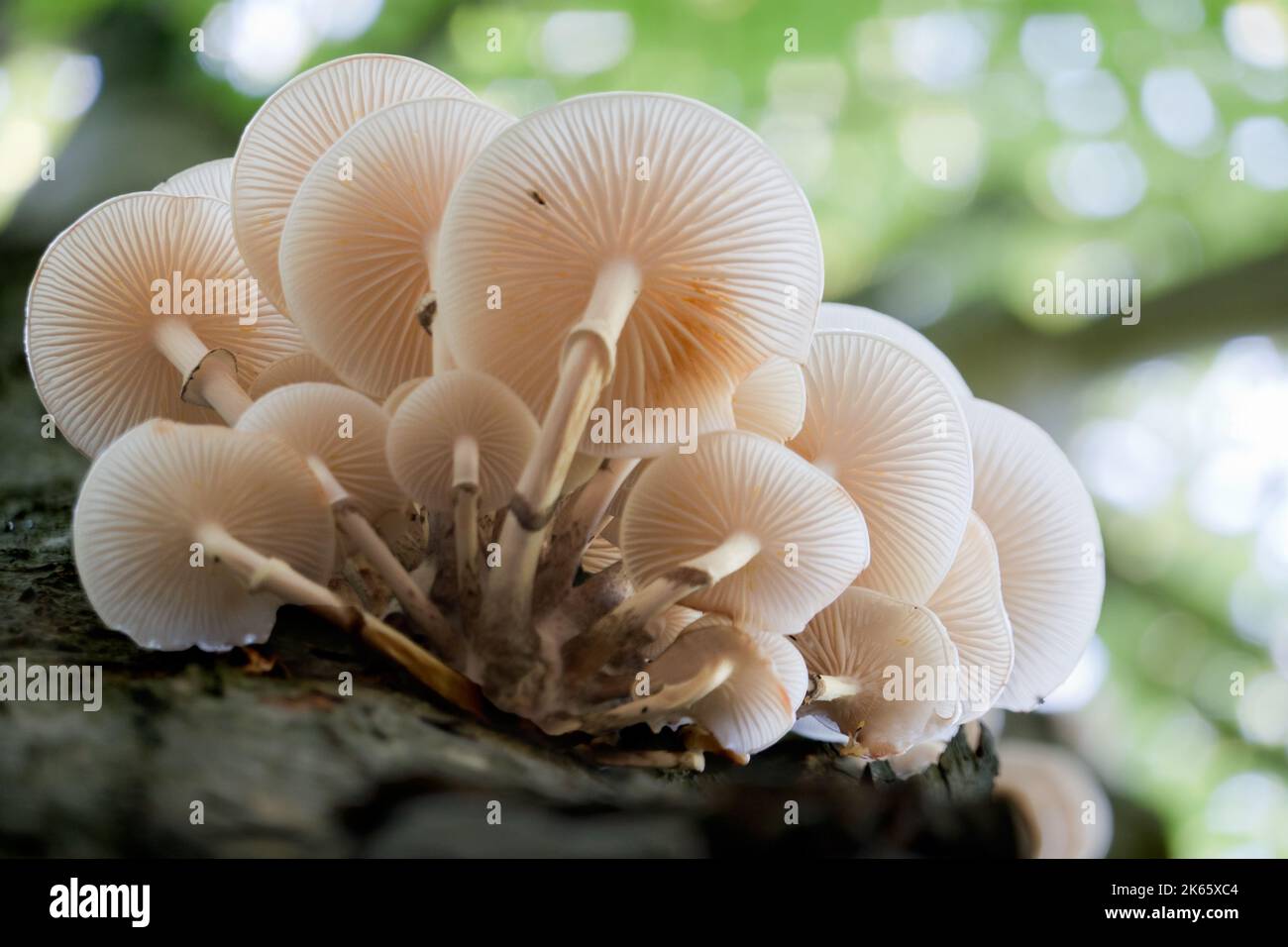 Cluster aus Porzellanpilz, weiße Pilze mit durchscheinender Kappe, auf einer verfaulenden Buche Stockfoto
