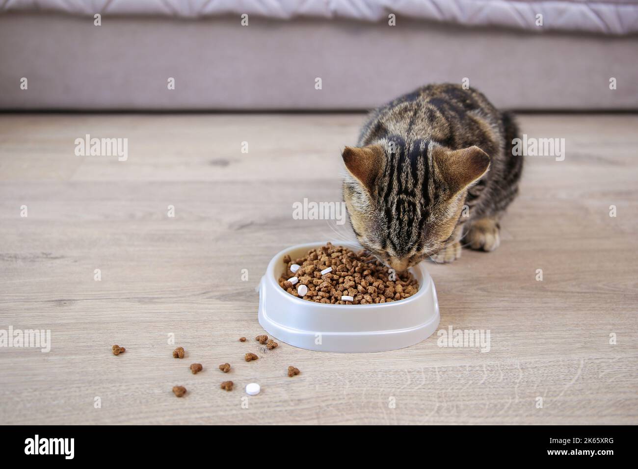 Die Katze isst Trockenfutter und Pillen aus einer Schüssel. Stockfoto