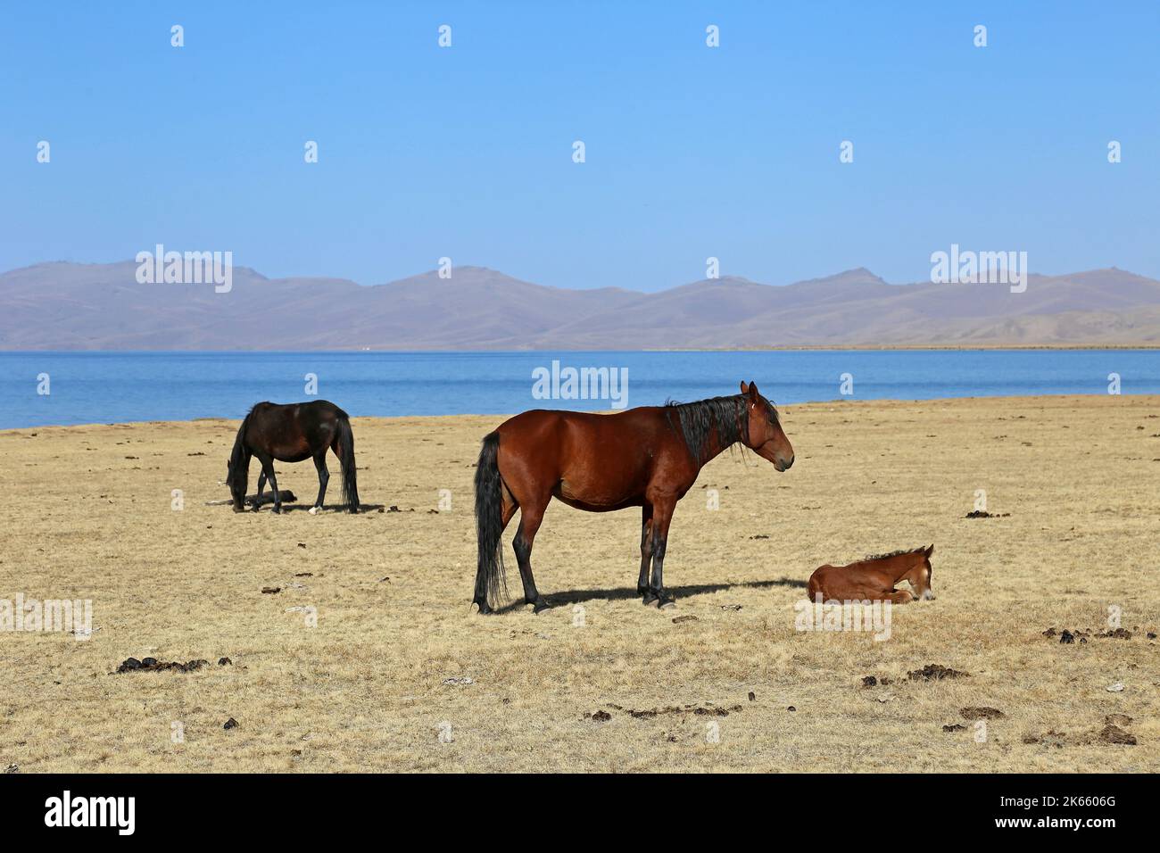 Song Kul, Terskey Ala-too Range, Tien Shan Mountains, Naryn Region, Kirgisistan, Zentralasien Stockfoto