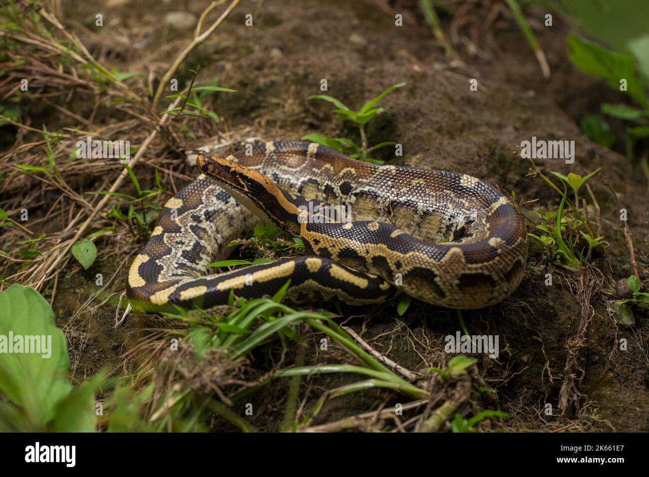 Borneo-Kurzschwanzpython-Schlange Python curtus breitensteini auf der freien Wildbahn Stockfoto