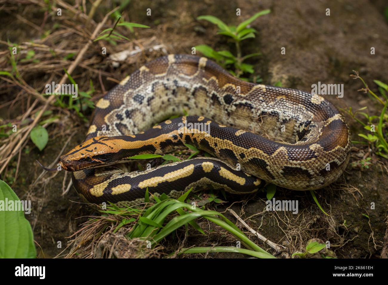 Borneo-Kurzschwanzpython-Schlange Python curtus breitensteini auf der freien Wildbahn Stockfoto