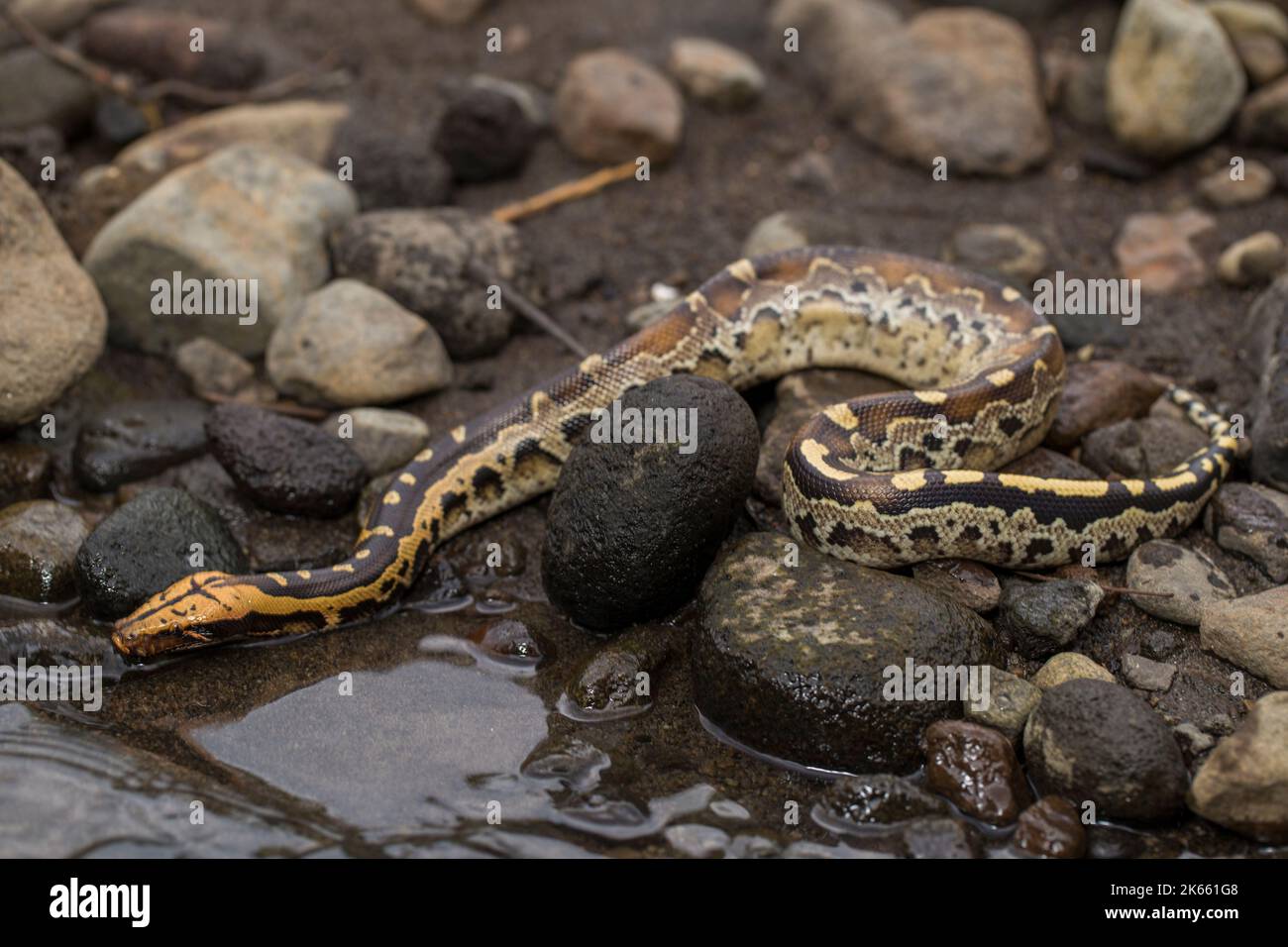 Borneo-Kurzschwanzpython-Schlange Python curtus breitensteini auf der freien Wildbahn Stockfoto