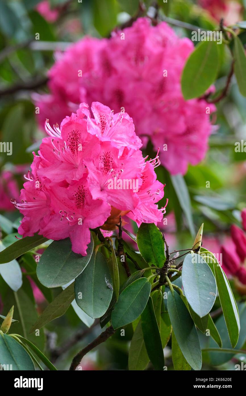 Rhododendron „Cynthia“. Tiefrosa Blüten im späten Frühjahr. Stockfoto