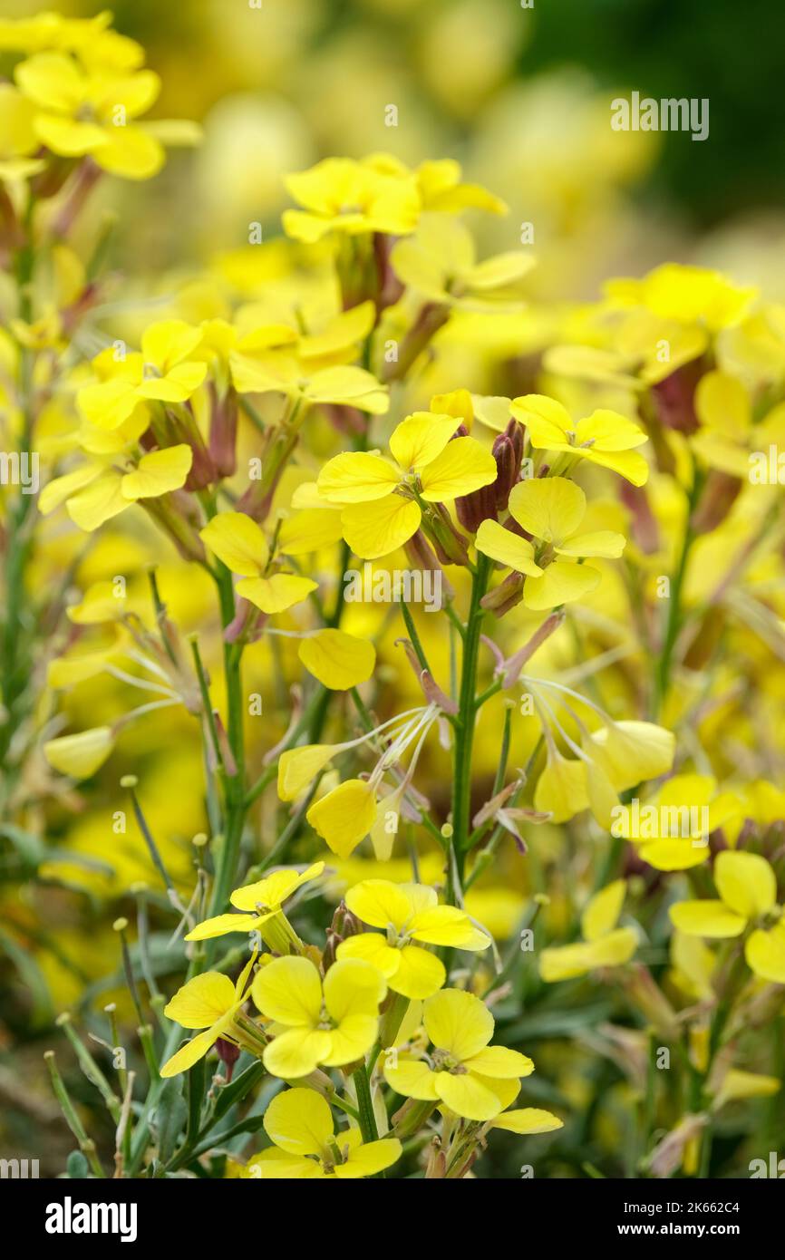 Erysimum „Moonlight“, Erysimum cheiri „Moonlight“, Alpenwallblume, Gelbe Blüten Stockfoto