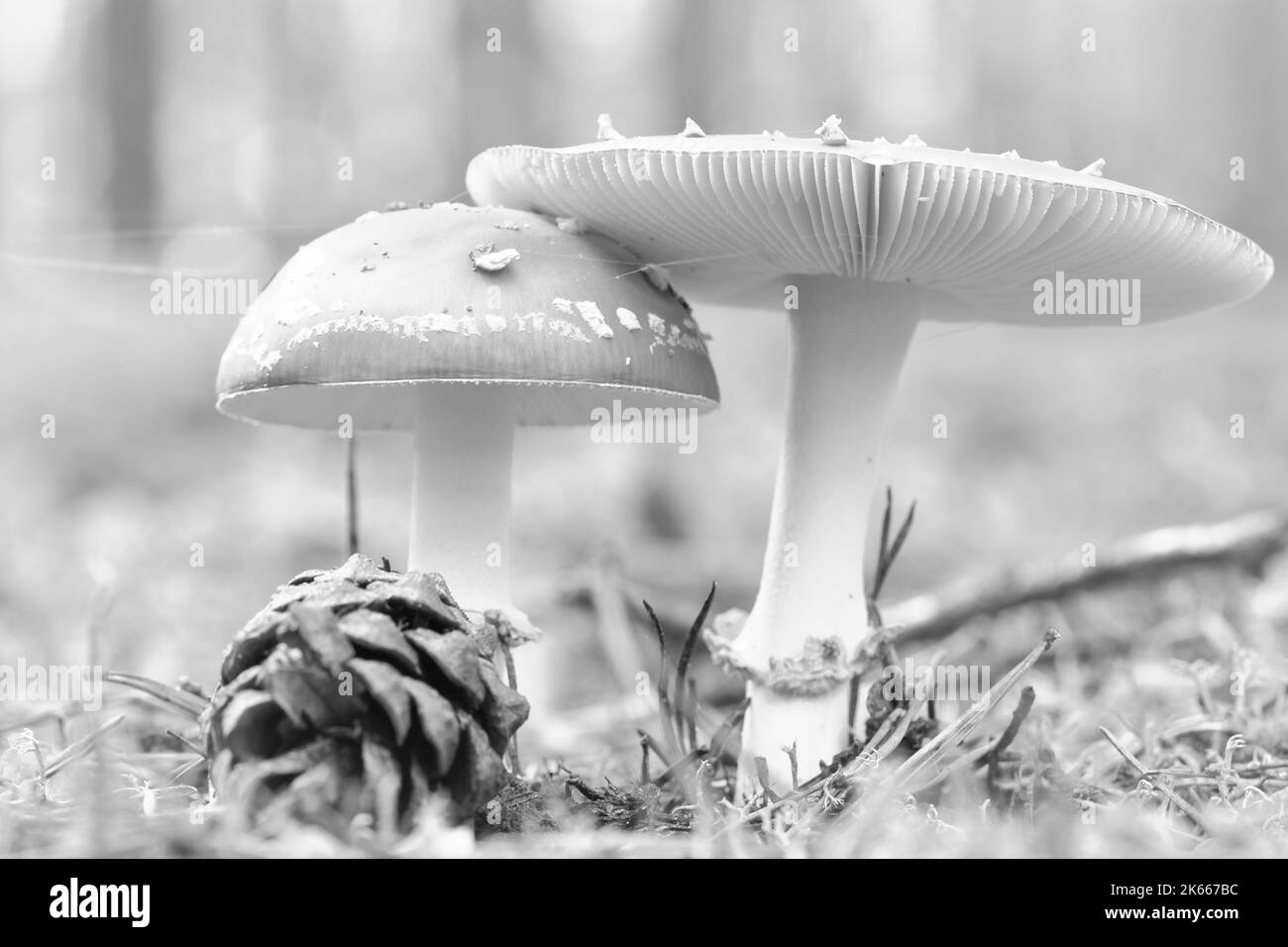 Krötenschaber in schwarz weiß am Boden eines Nadelwaldes im Wald. Giftiger Pilz. Rote Mütze mit weißen Flecken. Nahaufnahme der Natur im Vordergrund Stockfoto
