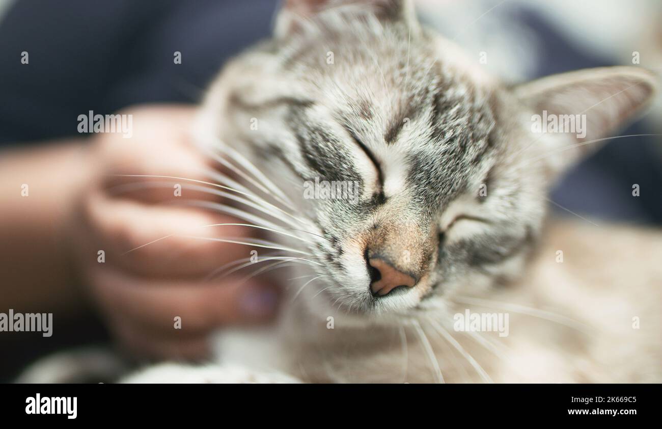 Schnurrende Kitty liebenden Haustier kämpfte schlafrige Katze Stockfoto