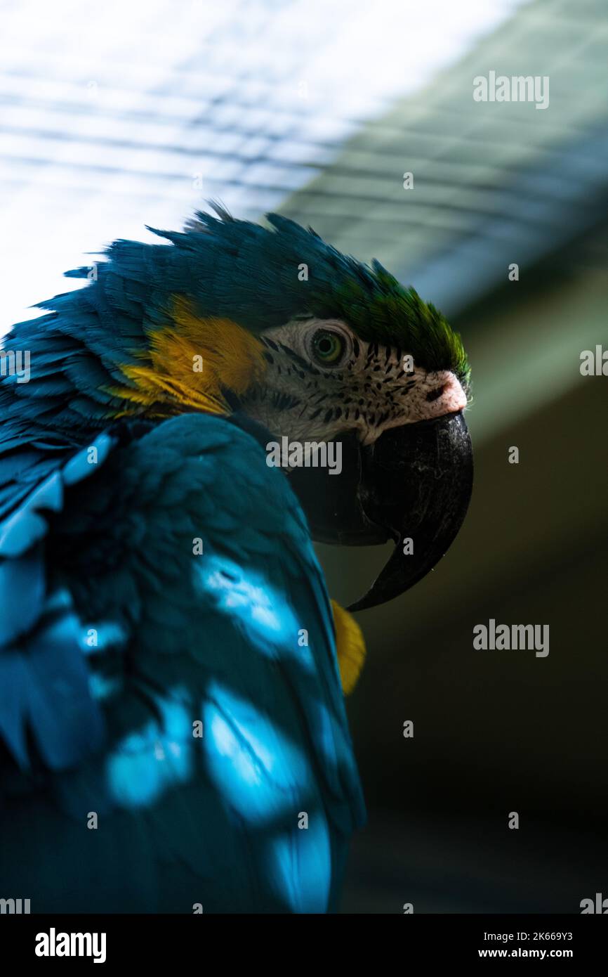 Nahaufnahme eines farbenfrohen Papageien, der über die Schulter schaut Stockfoto