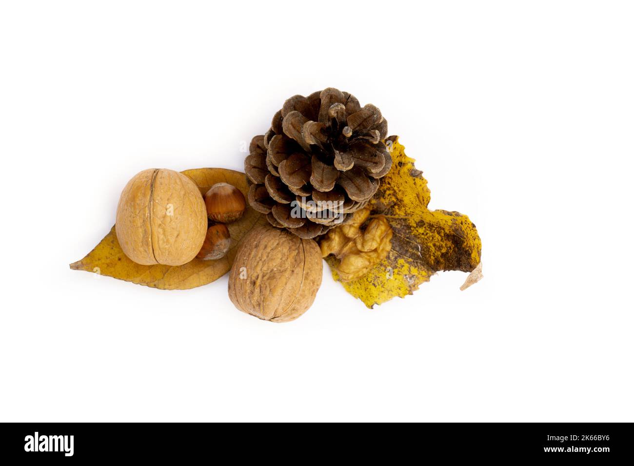 Herbstschmuck, Walnüsse, Eichel, Tannenzapfen und Blätter, weißer Backgroiund Stockfoto