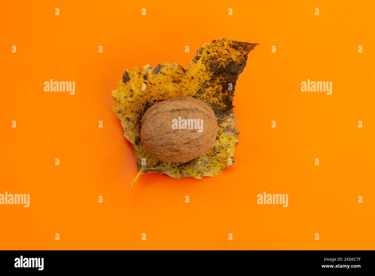 Walnuss im Herbst Stockfoto