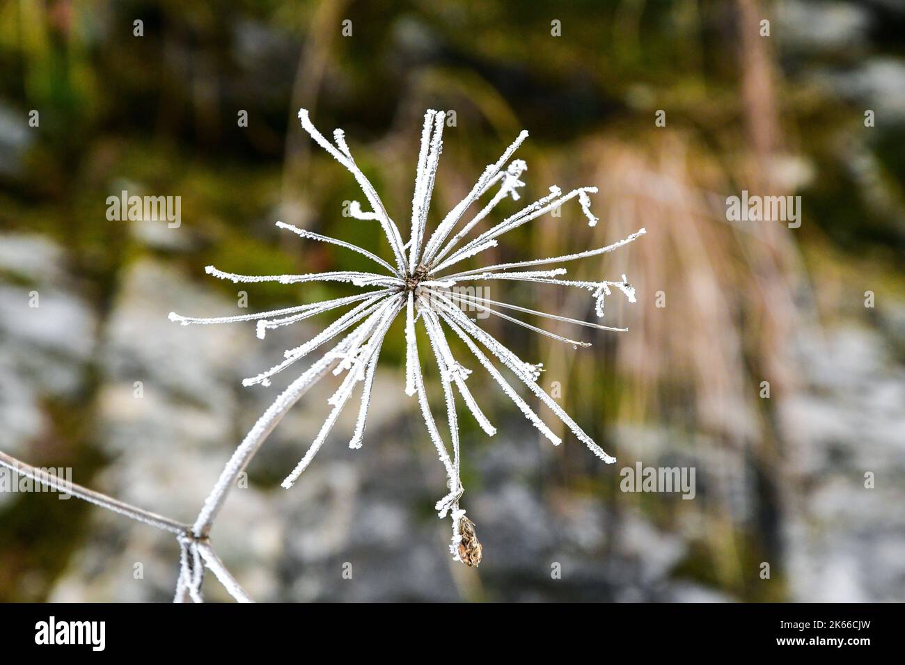 Nahaufnahme oder Makro einer gefrorenen runden Pflanze in der Wintersaison Stockfoto