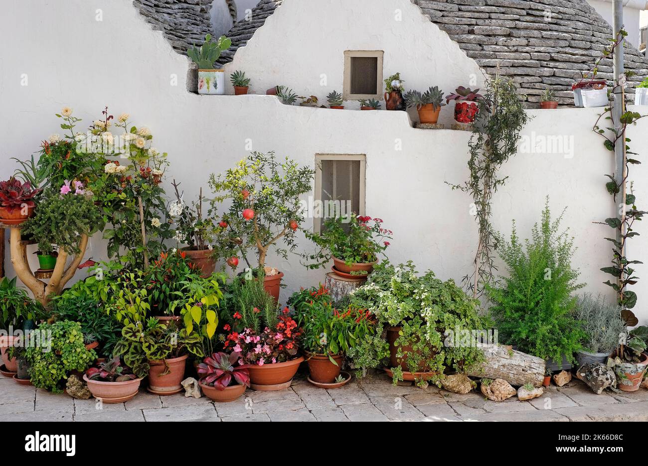 Pflanzen außerhalb Trulli Haus, alberobello, apulien, süditalien Stockfoto