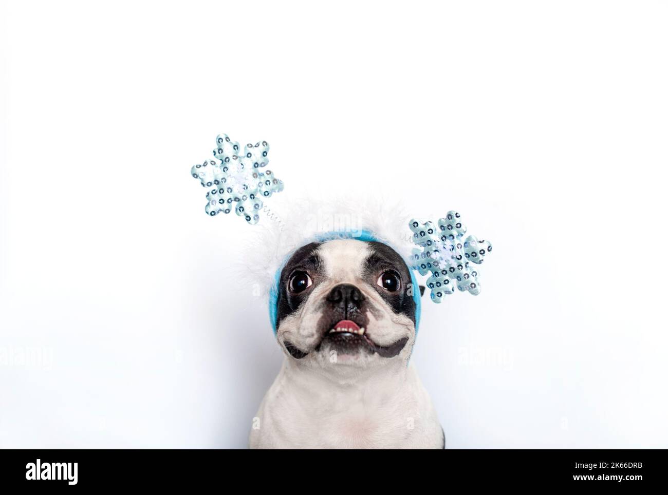 Porträt eines lustigen niedlichen Boston Terrier Hundes in einem lustigen Weihnachtsband auf seinem Kopf mit glänzenden blauen Schneeflocken auf weißem Hintergrund. Speicherplatz kopieren. Stockfoto