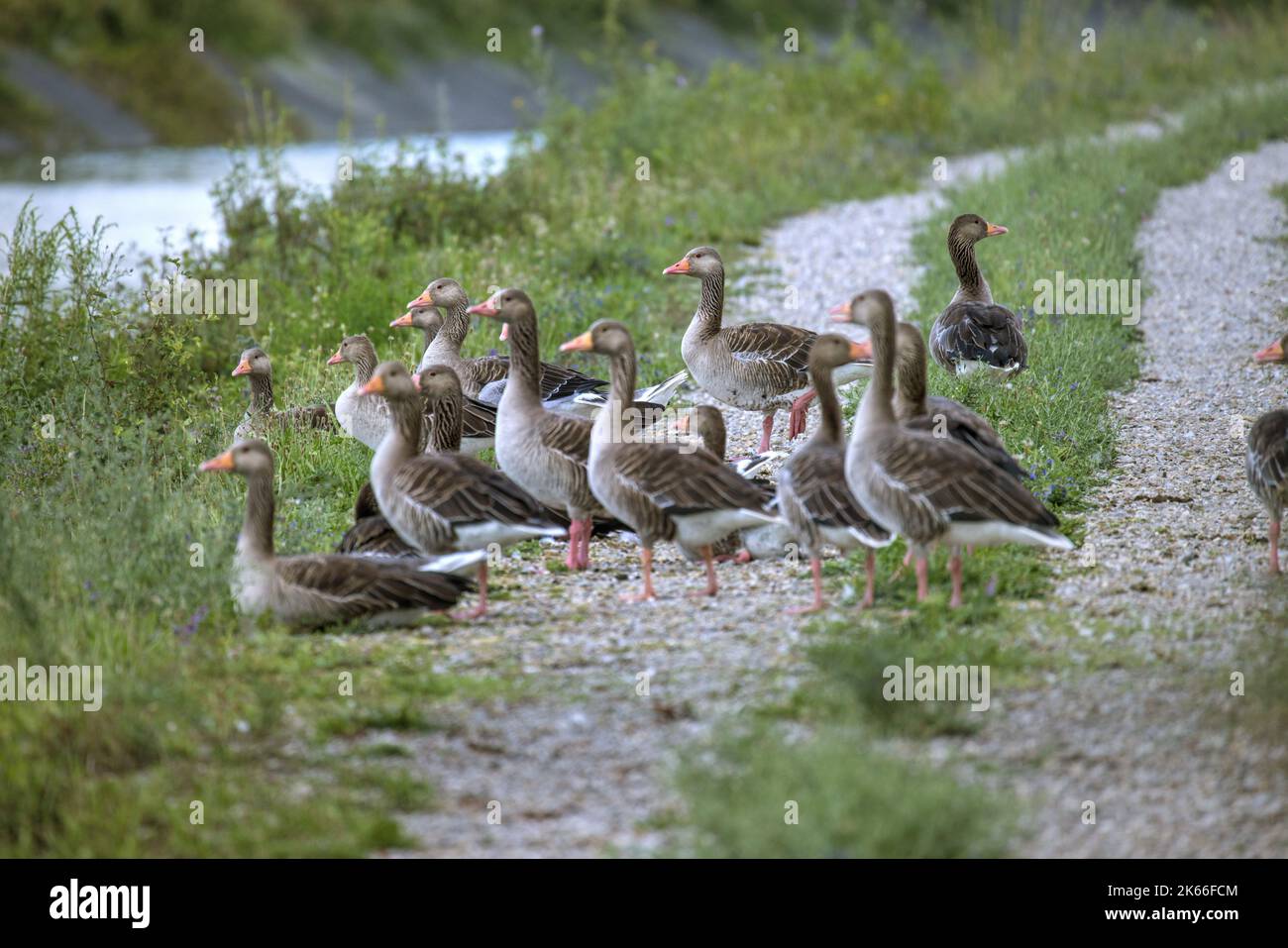 Graugans (Anser anser), Gruppe auf einem Feldweg am Flussufer, Deutschland Stockfoto