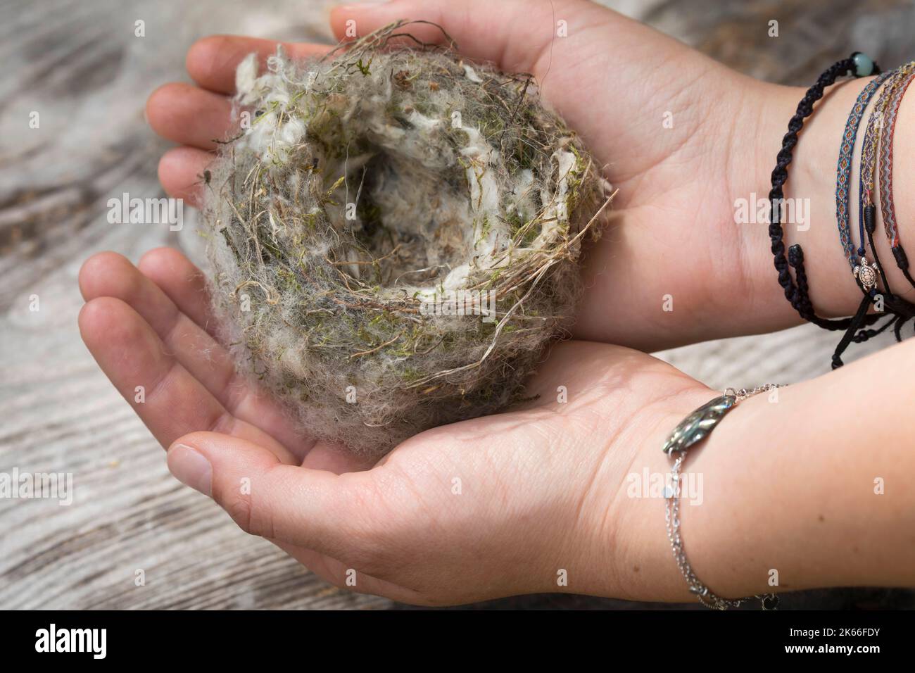 Vogelnest, beschichtet mit weichem Material aus einem Niststoffspender, Deutschland Stockfoto
