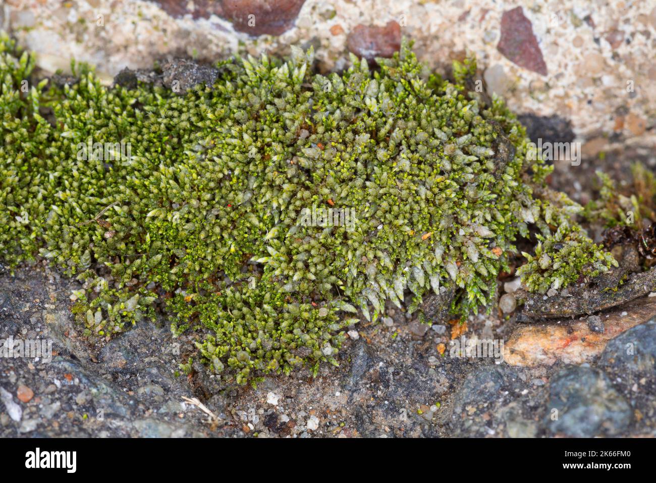 Silbergrünes Bryummoos, silbrig-fädiger Moos (Bryum argenteum), in den Lücken wachsend Betonplatten, Deutschland Stockfoto