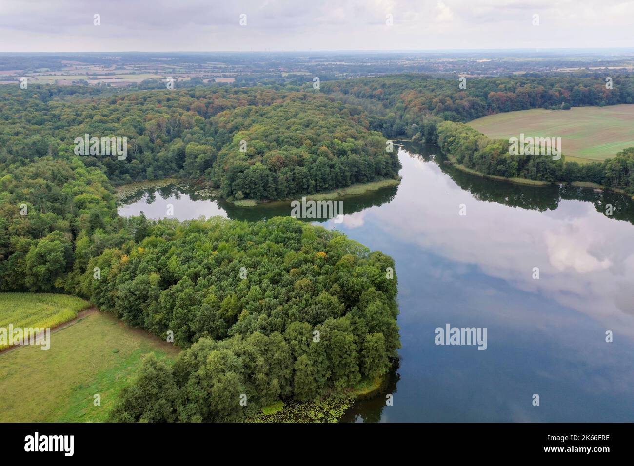 Behlendorfer See, Wald Behlendorf im Naturpark Lauenburger Seen, Deutschland, Schleswig-Holstein, Herzogtum Lauenburg, Behlendorf Stockfoto