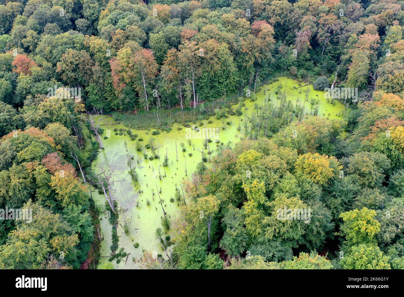 Behlendorfer See, Wald Behlendorf im Naturpark Lauenburger Seen, Deutschland, Schleswig-Holstein, Herzogtum Lauenburg, Behlendorf Stockfoto