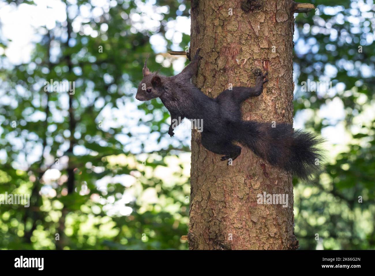 Europäisches Rothörnchen, Eurasisches Rothörnchen (Sciurus vulgaris), klettert an einem Baumstamm im Wald, Blick drom oben, Deutschland Stockfoto