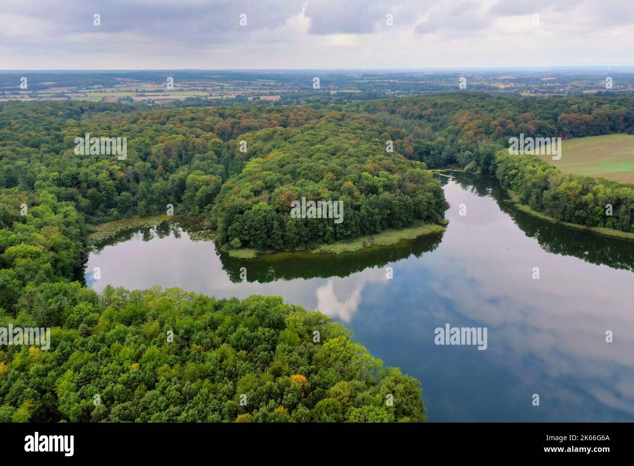 Behlendorfer See, Wald Behlendorf im Naturpark Lauenburger Seen, Deutschland, Schleswig-Holstein, Herzogtum Lauenburg, Behlendorf Stockfoto
