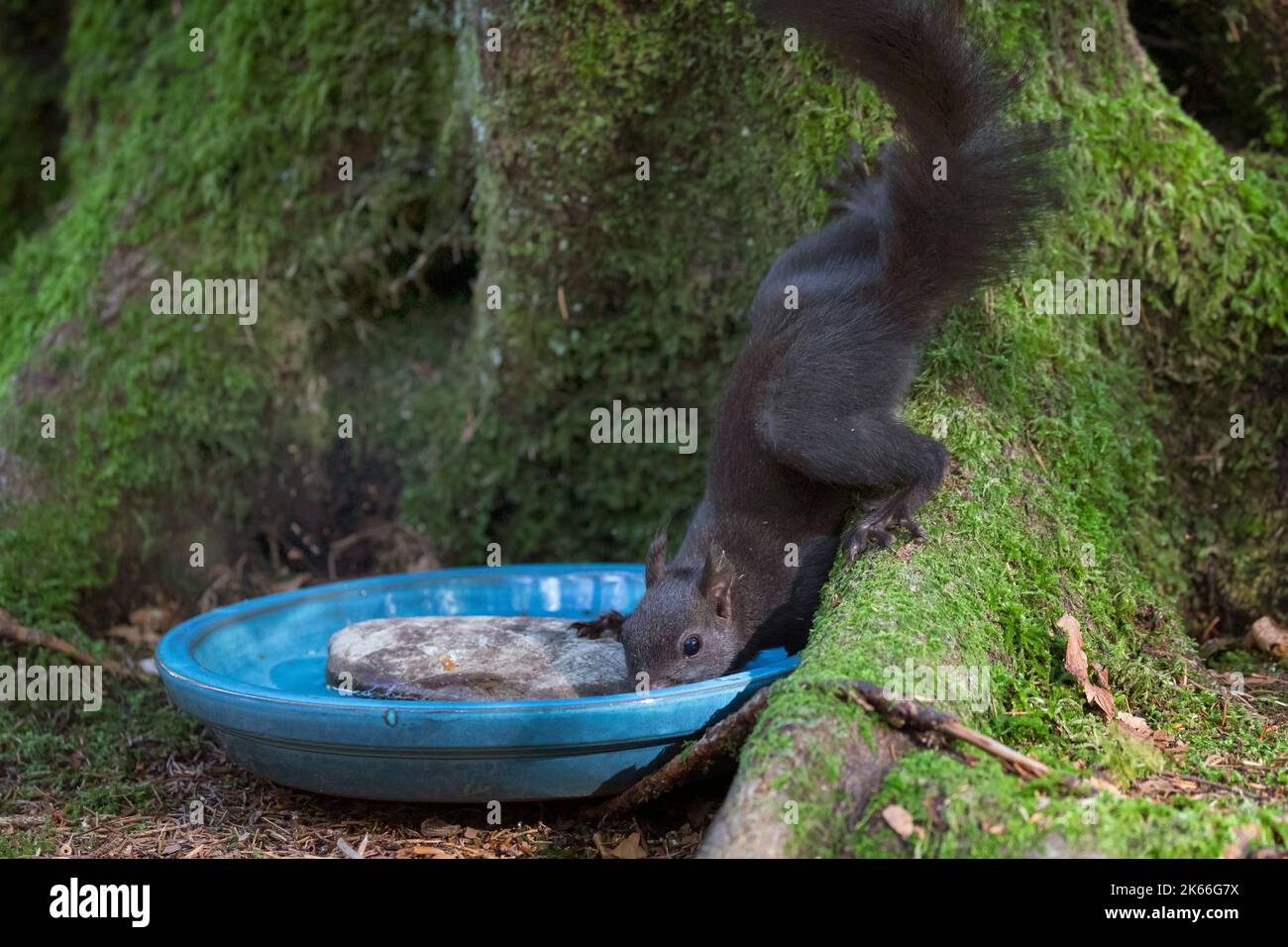 Europäisches rotes Eichhörnchen, eurasisches rotes Eichhörnchen (Sciurus vulgaris), trinken aus einer Trinkschale auf einer moosbedeckten Baumwurzel, Seitenansicht, Deutschland Stockfoto