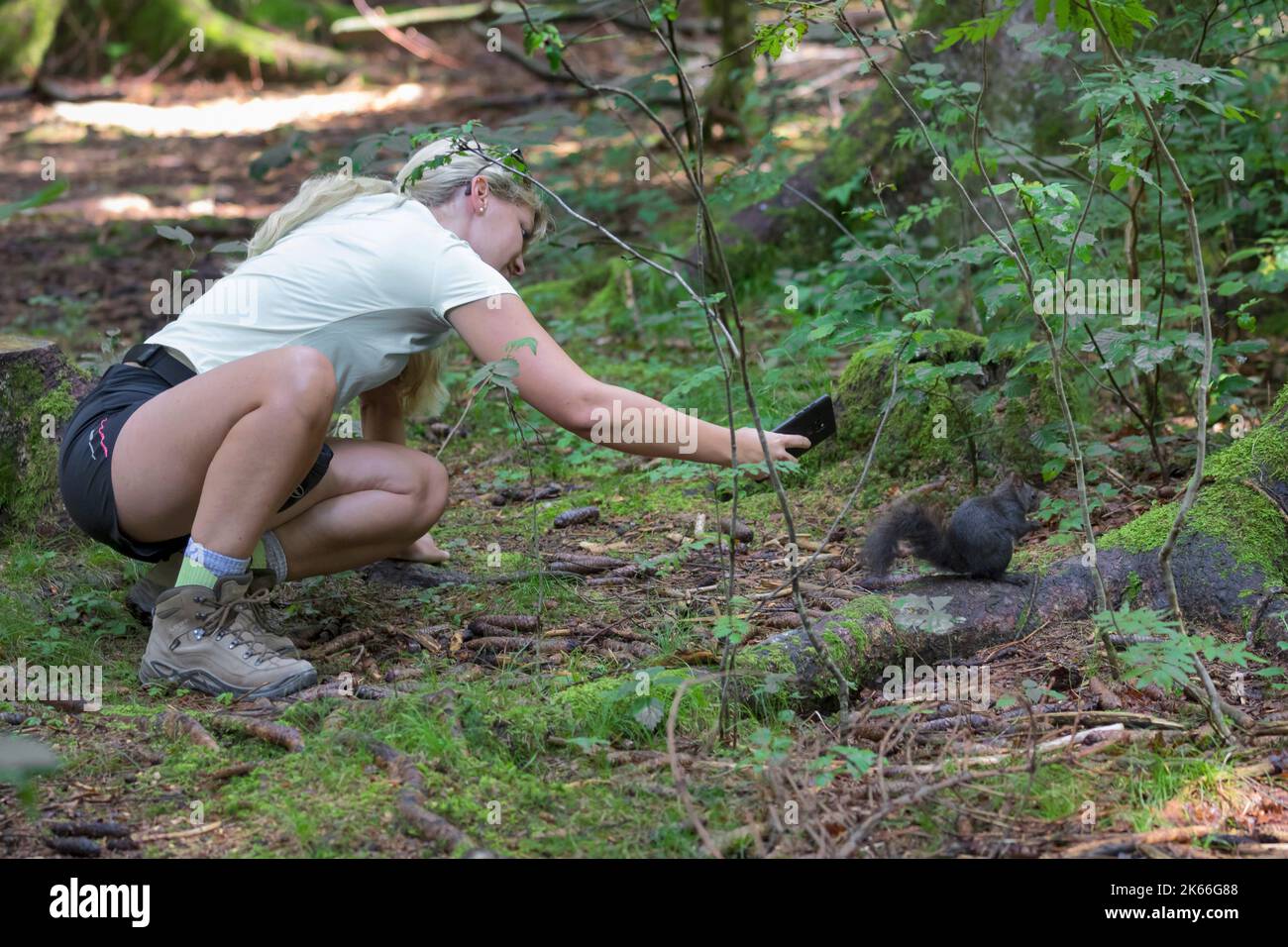 Europäisches rotes Eichhörnchen, eurasisches rotes Eichhörnchen (Sciurus vulgaris), Frau, die mit ihrem Handy im Wald Fotos von einem Eichhörnchen macht, Deutschland Stockfoto