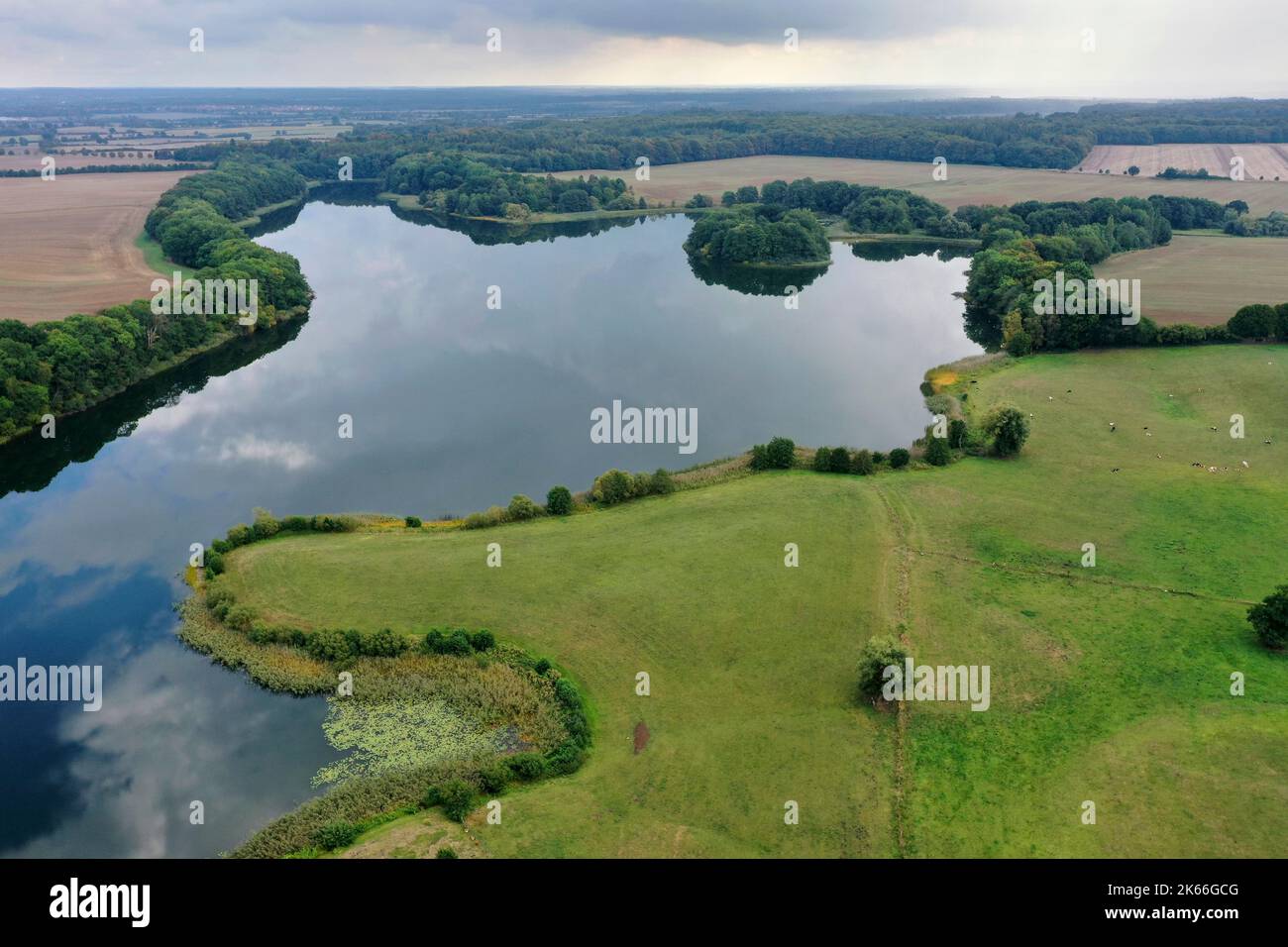 Behlendorfer See, Wald Behlendorf im Naturpark Lauenburger Seen, Deutschland, Schleswig-Holstein, Herzogtum Lauenburg, Behlendorf Stockfoto