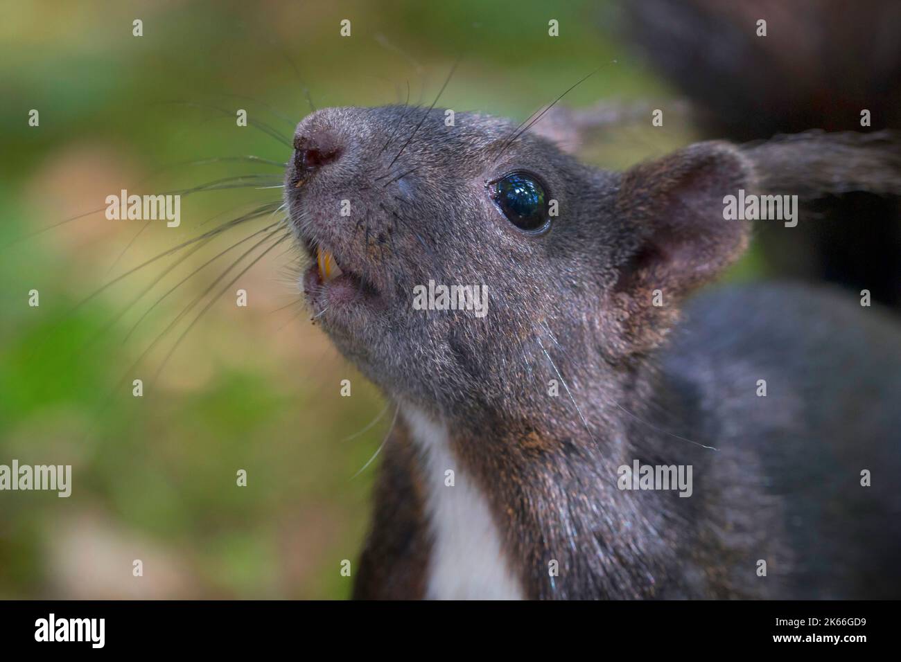 Europäisches Rothörnchen, Eurasisches Rothörnchen (Sciurus vulgaris), Portrait mit sichtbaren Schneidezäpfchen, Deutschland Stockfoto