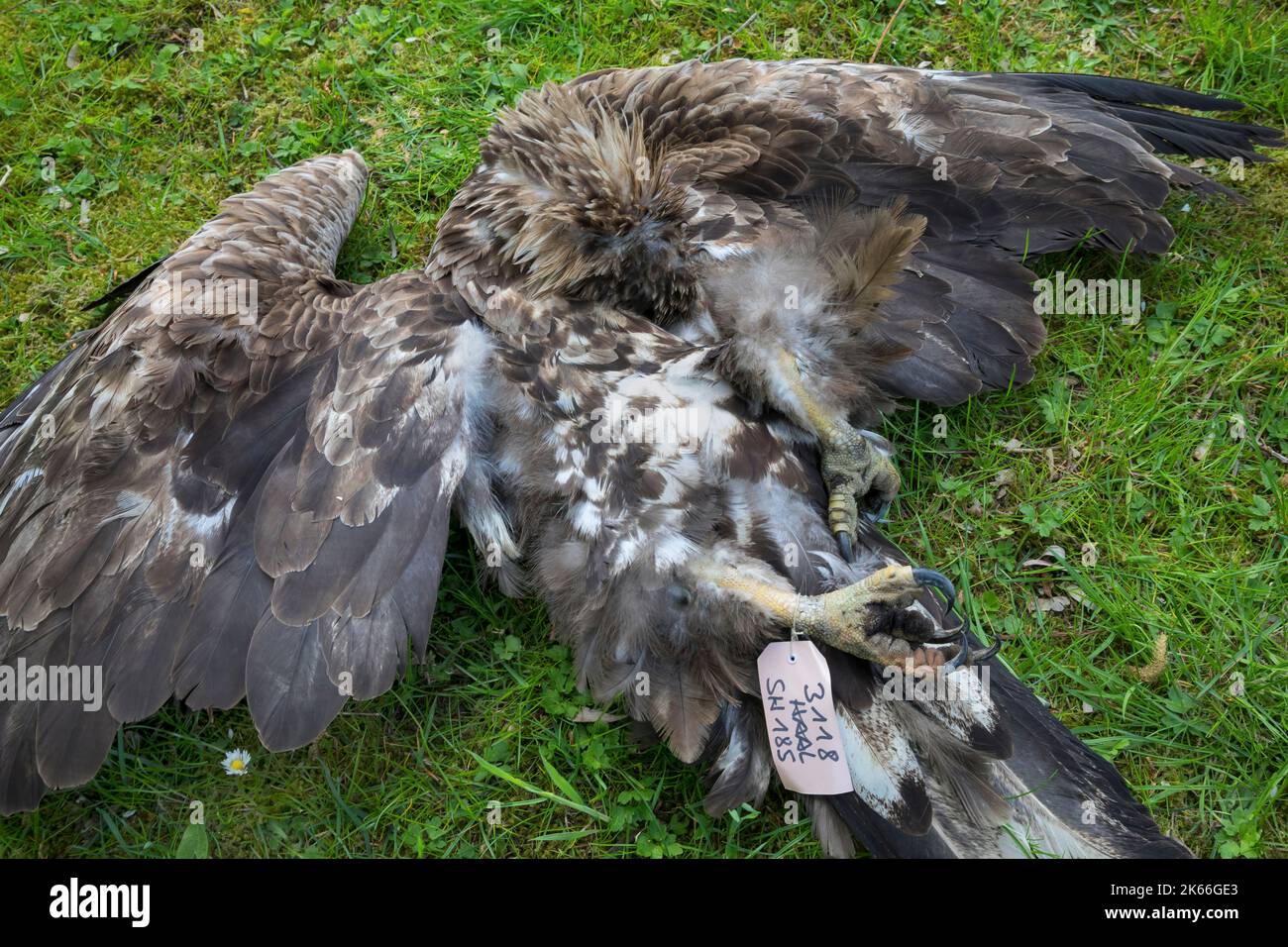 Seeadler (Haliaeetus albicilla), verletzt durch eine Falle an den Beinen und innerhalb von zwei Wochen schmerzlich verhungert Stockfoto