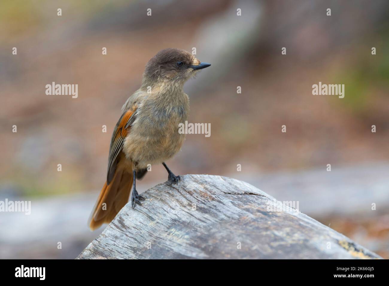 Sibirischer eichelhäher (Perisoreus infaustus), auf einem toten Baumstamm, Skandinavien Stockfoto