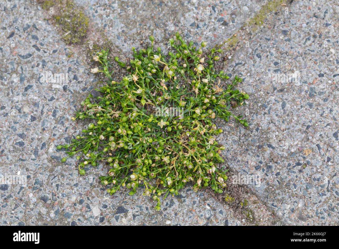 Vogelperlkraut, Procumbent-Perlkraut (Sagina procumbens), wächst auf einem Bürgersteig, Deutschland Stockfoto