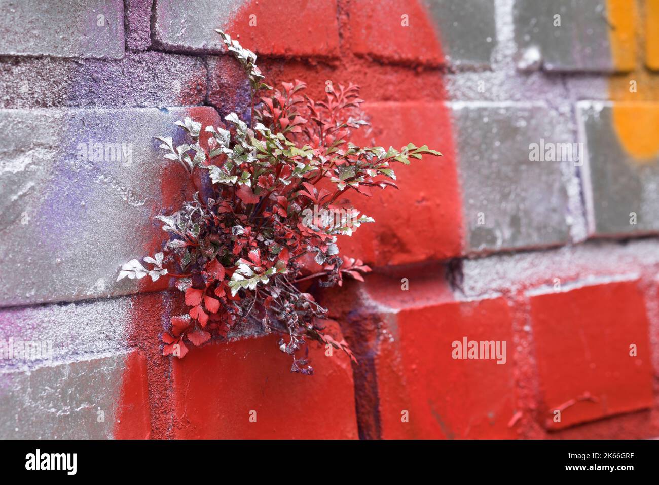 Wallrue spleenwort (Asplenium ruta-muraria), wächst an einer Wand, mit Graffiti besprüht, Deutschland Stockfoto