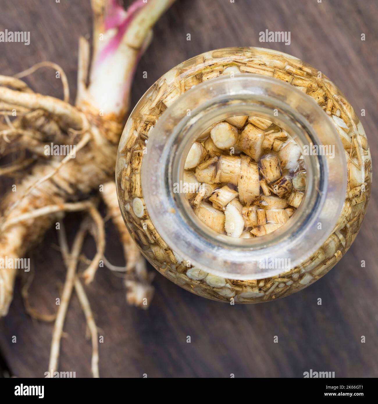 Wild Angelica (Angelica sylvestris), selbstgemachte Wurzeltinktur, Deutschland Stockfoto