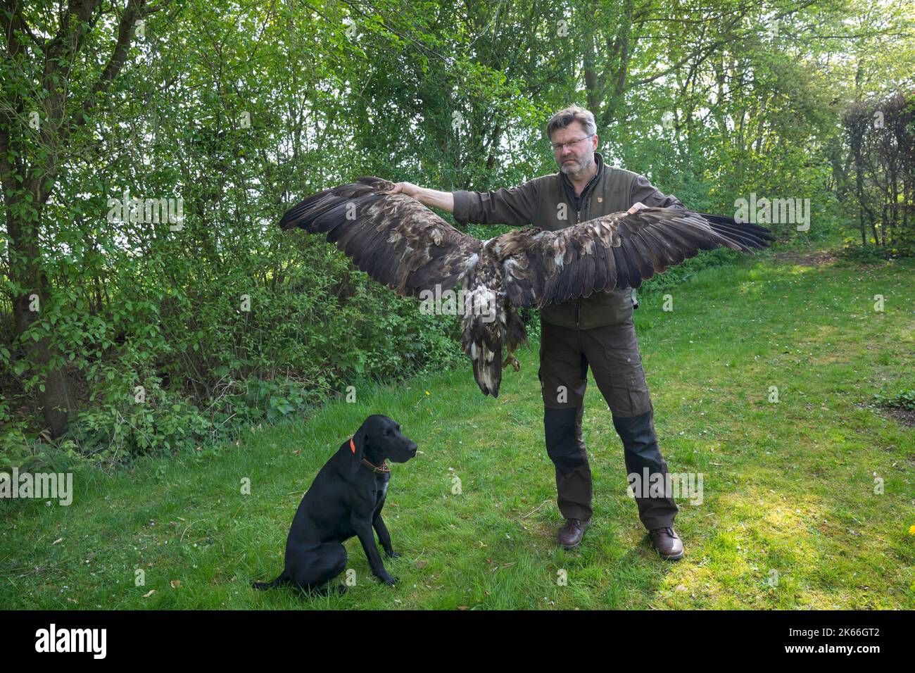 Seeadler (Haliaeetus albicilla), verletzt durch eine Falle an den Beinen und innerhalb von zwei Wochen schmerzlich verhungert Stockfoto