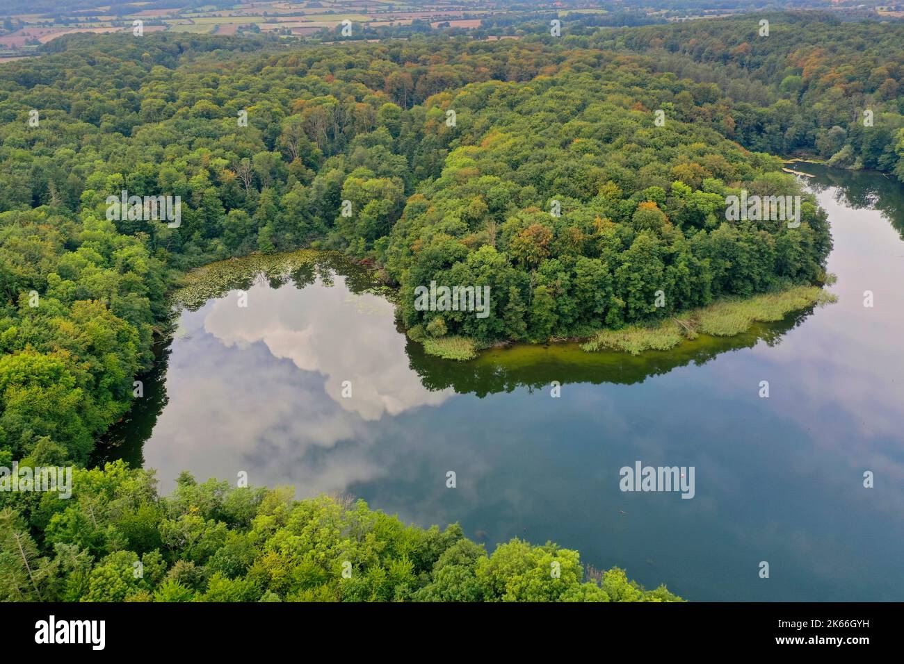 Behlendorfer See, Wald Behlendorf im Naturpark Lauenburger Seen, Deutschland, Schleswig-Holstein, Herzogtum Lauenburg, Behlendorf Stockfoto