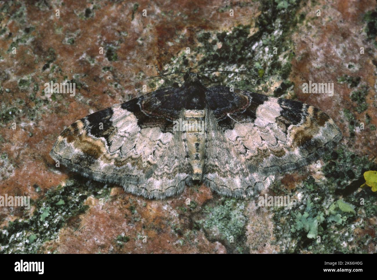 Königsmantel (Catarhoe cuculata), gut getarnt auf Rinde, Deutschland Stockfoto