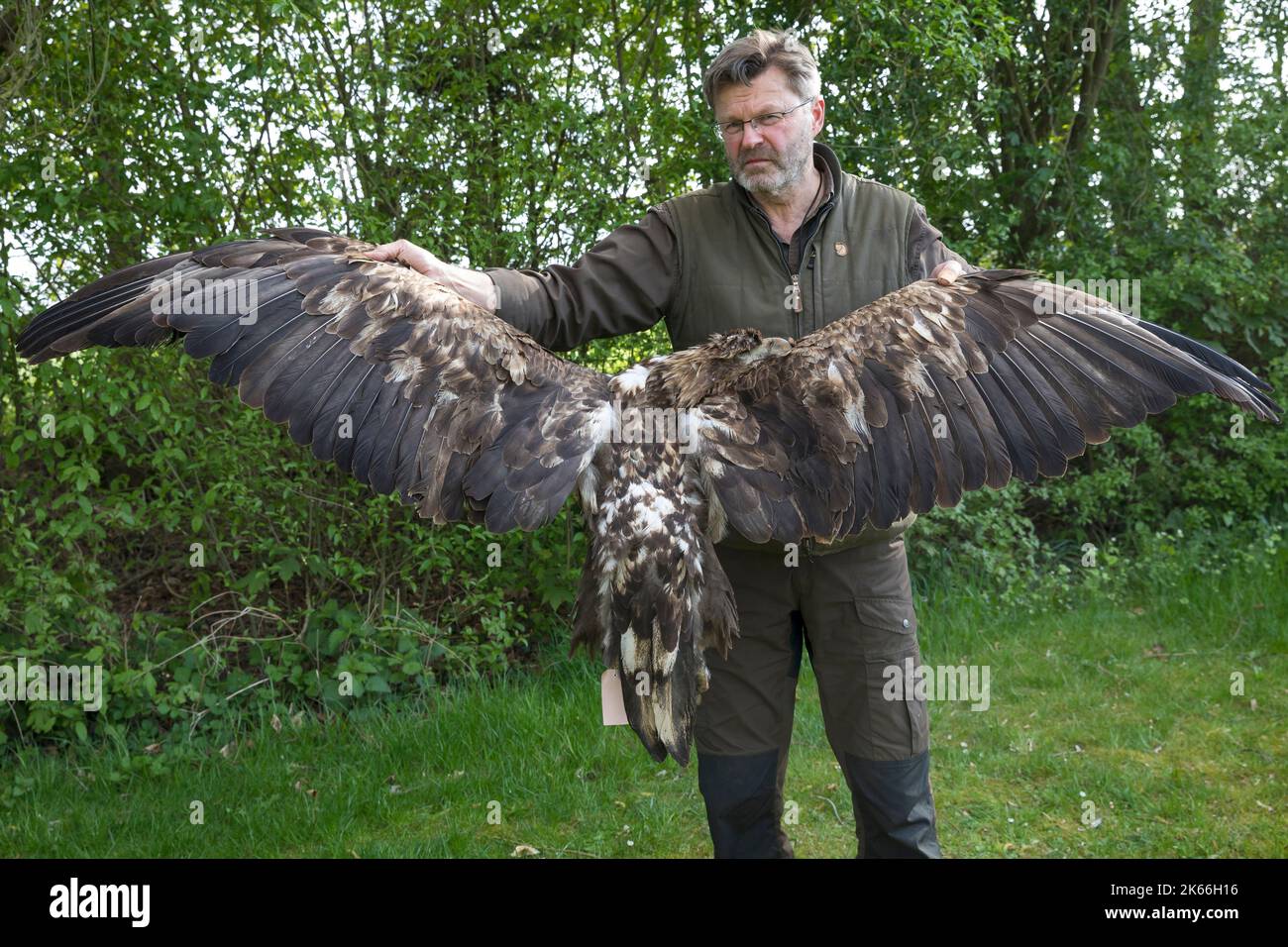 Seeadler (Haliaeetus albicilla), verletzt durch eine Falle an den Beinen und innerhalb von zwei Wochen schmerzlich verhungert Stockfoto