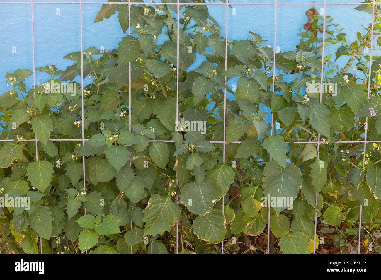 Gewöhnlicher Nachtschatten, Schwarzer Nachtschatten (Solanum nigrum), blühend hinter einem Zaun, Deutschland Stockfoto