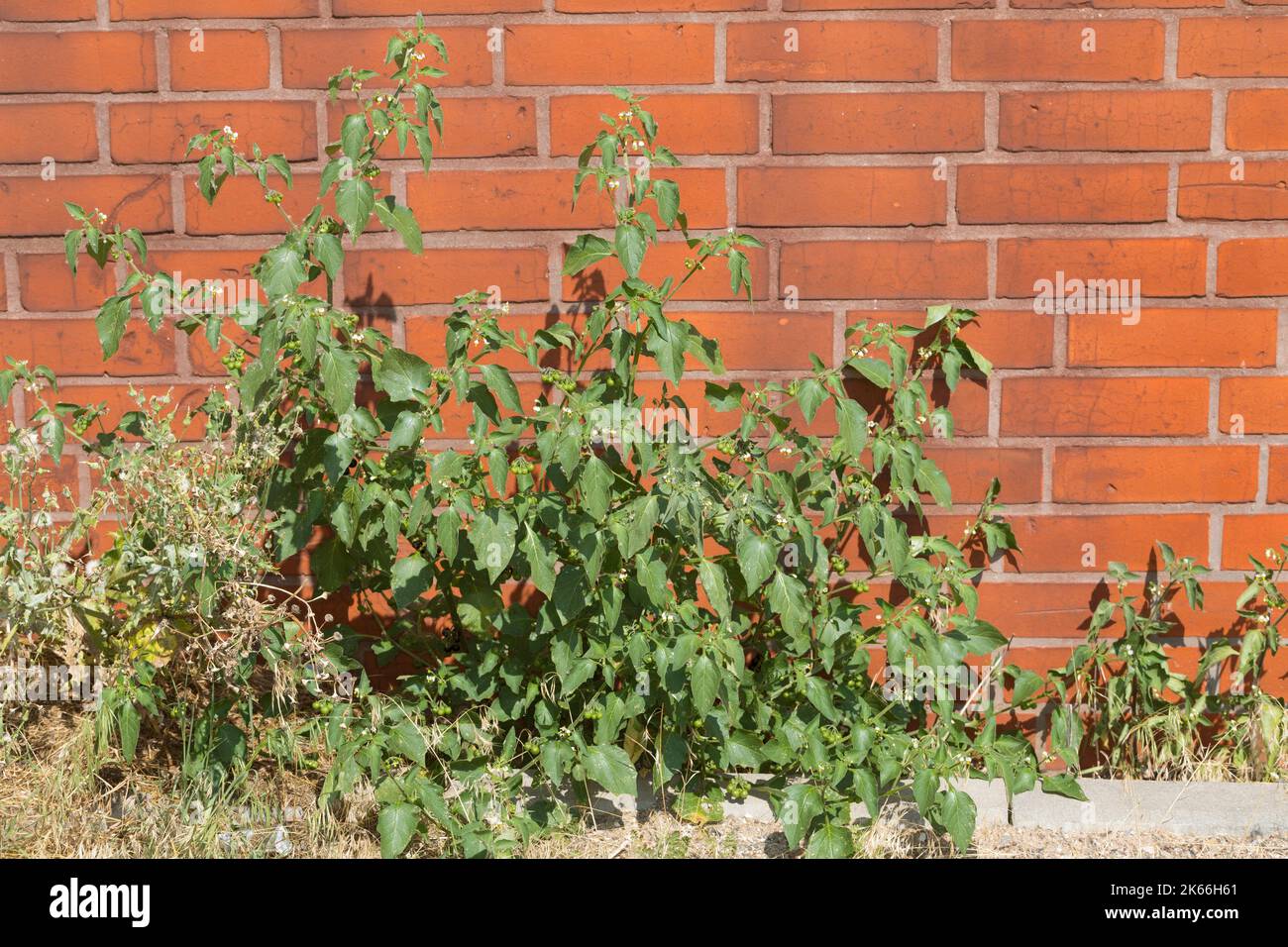 Gewöhnlicher Nachtschatten, Schwarzer Nachtschatten (Solanum nigrum), wächst in Pflasterlücken vor einer Backsteinmauer, Deutschland Stockfoto