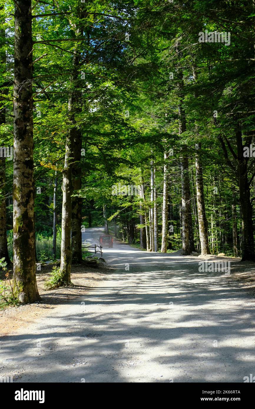 Das Auto fährt im Wald perspektivisch durch die Straße. Nationalpark Appennino Tosco-Emiliano. Lagdei, Emilia-Romagna Stockfoto