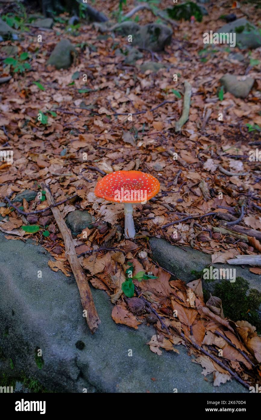 Fliegen Sie Pilze aus der Nähe im Herbstwald über die gefallenen gelben Blätter. Herbst Natur Stockfoto