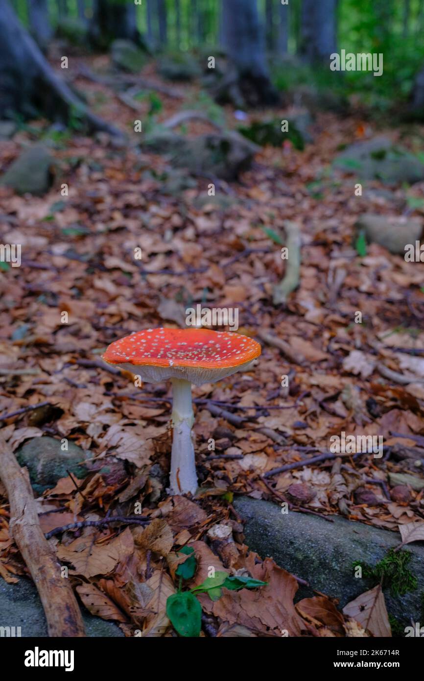 Fliegen Sie Pilze aus der Nähe im Herbstwald über die gefallenen gelben Blätter. Herbst Natur Stockfoto