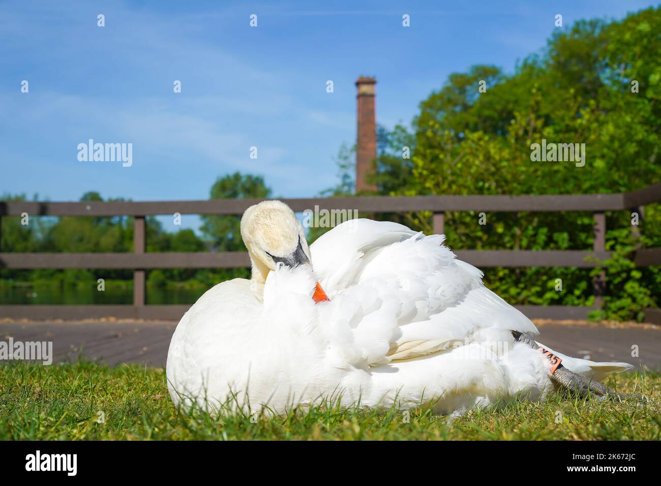 Nahaufnahme eines wilden, stummen Schwans aus Großbritannien (Cygnus olor), isoliert in einem Landschaftspark, der im späten Frühlingssonne Federn sät. Stockfoto