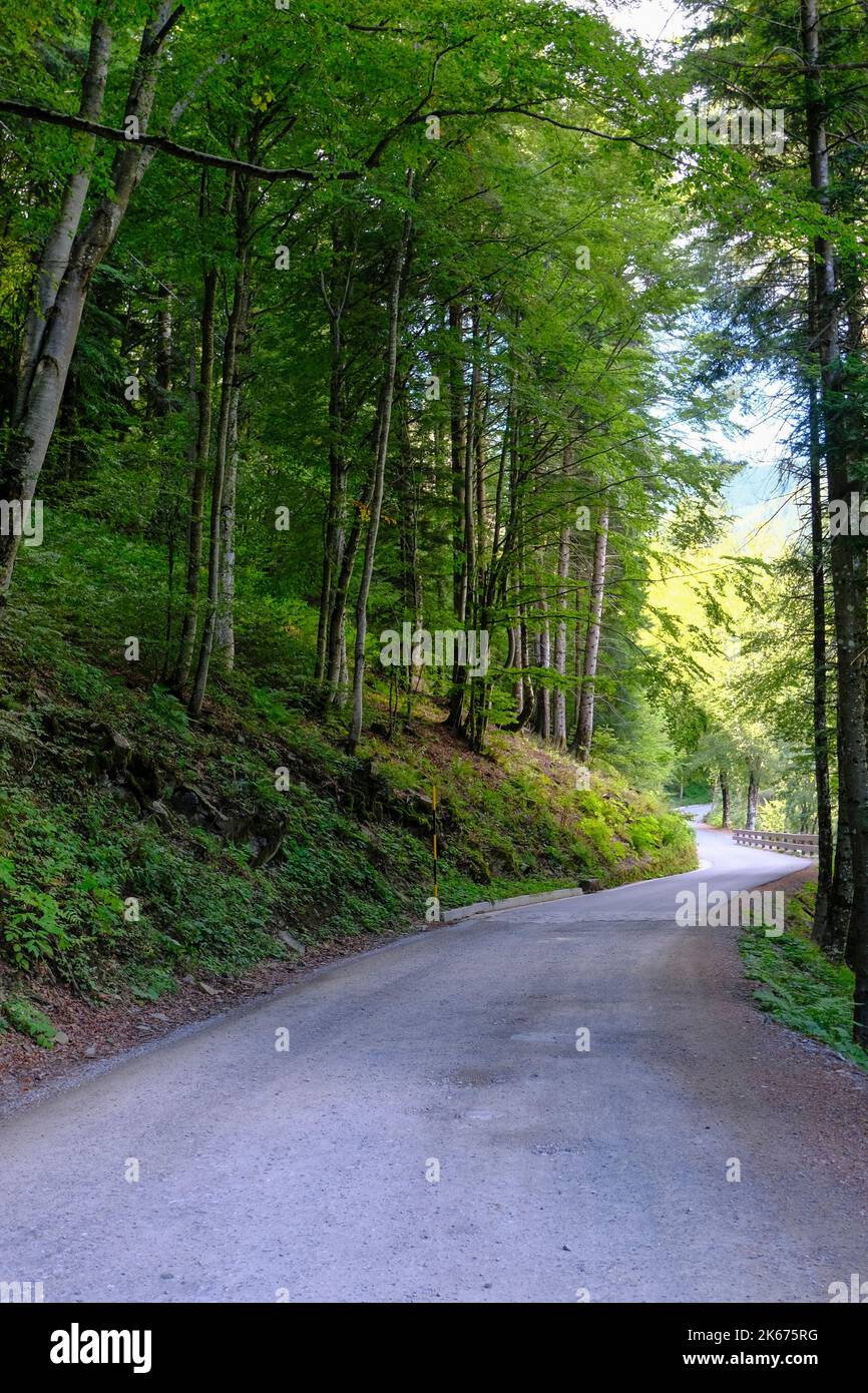 Straße im Wald in Perspektive. Nationalpark Appennino Tosco-Emiliano. Lagdei, Emilia-Romagna Stockfoto
