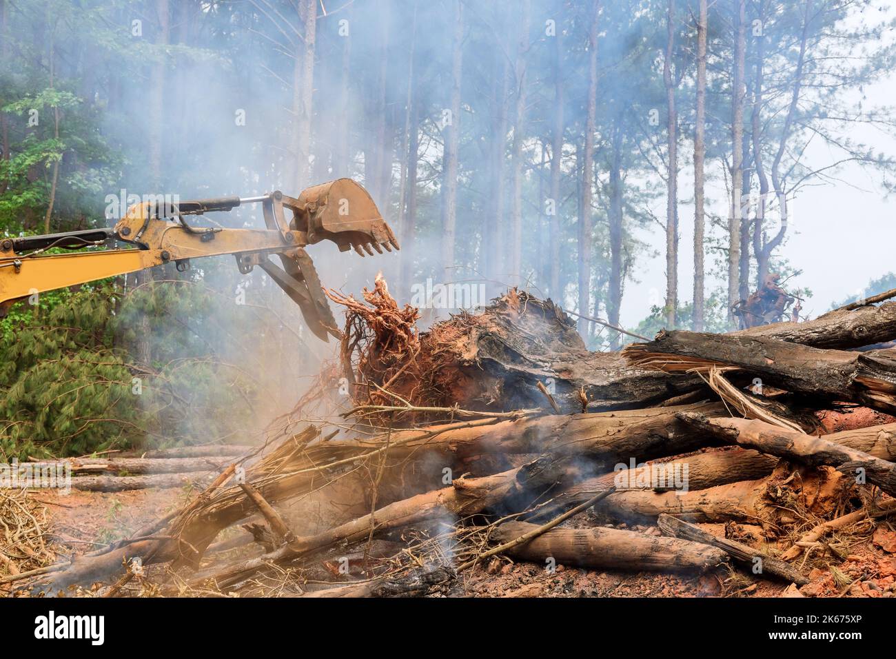 Entwurzelte verbrannte Bäume, Prozess der Vorbereitung des Bodens für den Bau von Häusern auf der Grundlage der Ergebnisse der Verbrennung Stockfoto