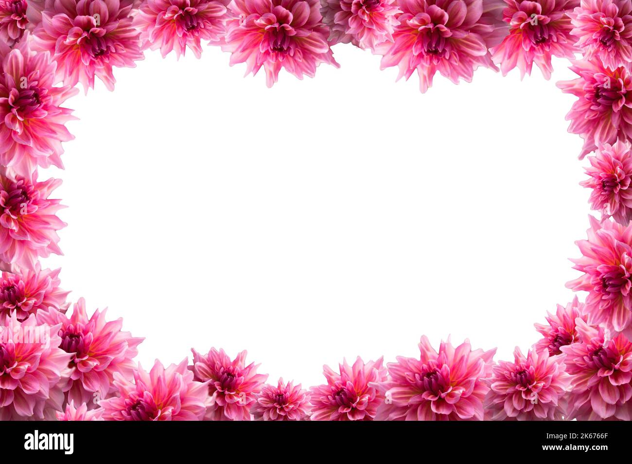 Schöne rosa Dahlia Blumenrand PNG-Datei mit transparentem Hintergrund Stockfoto