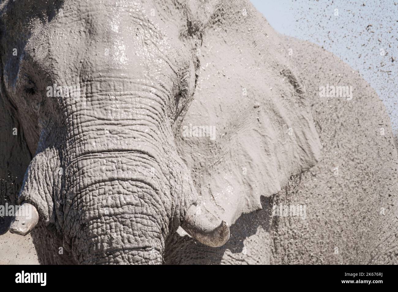 Elefant (Loxodonta africana) sprüht Schlamm auf sein Ohr. Details der Haut, Falten, Muster und Risse. Nxai Pan, Botswana, Afrika Stockfoto