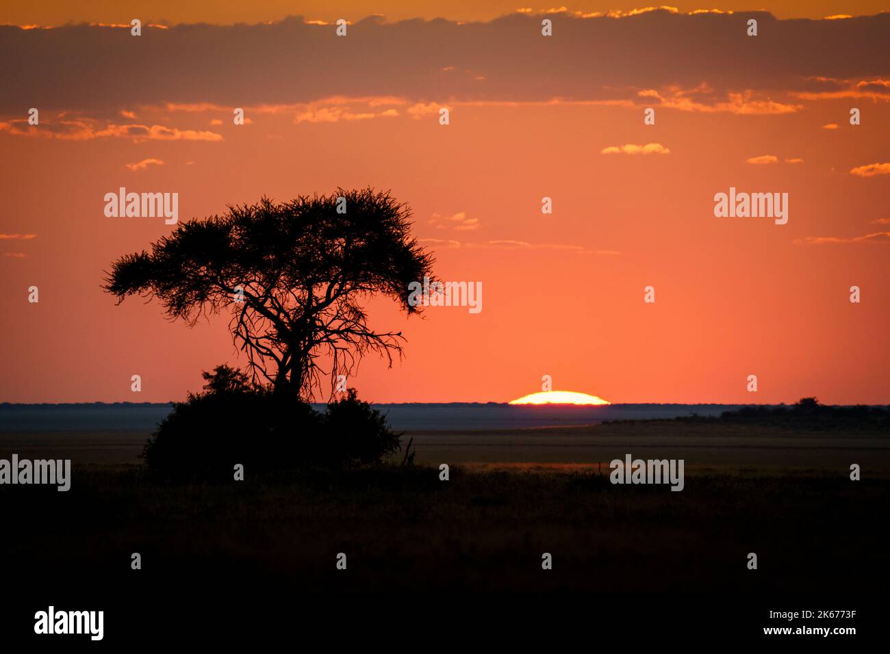 Afrikanischer Sonnenuntergang mit einer Silhouette eines Baumes und untergehende Sonne. Etosha Nationalpark, Namibia, Afrika Stockfoto
